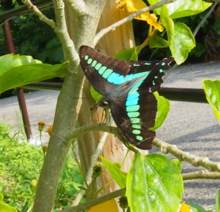 パステルカラーの蝶