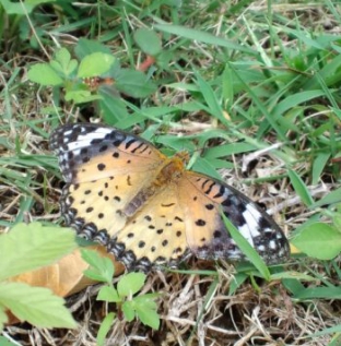 豹柄の蝶