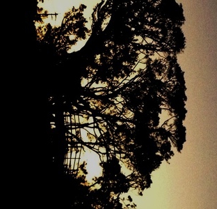 日没前のツリーテラス