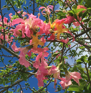 【植物11月】トックリキワタの花