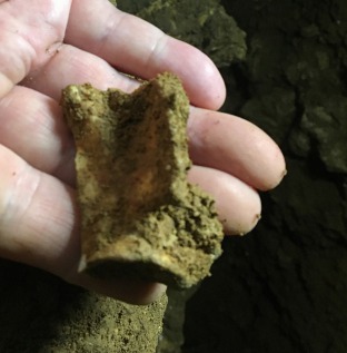 【発掘調査2022】3万５千年以上前のシカの骨