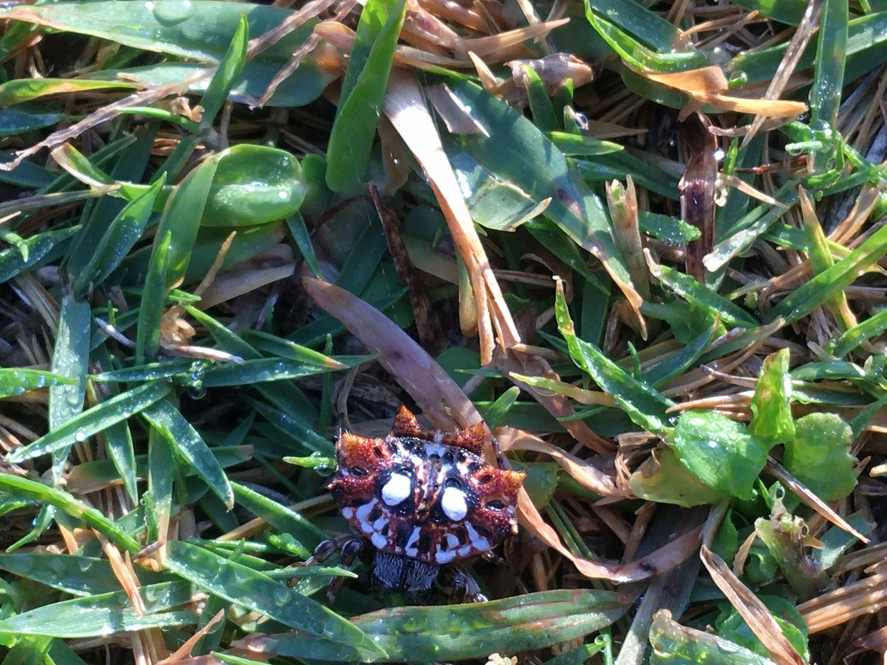 【生き物12月】チブサトゲグモ STAFF BLOG ガンガラーの谷 生命の神秘を辿る旅へ