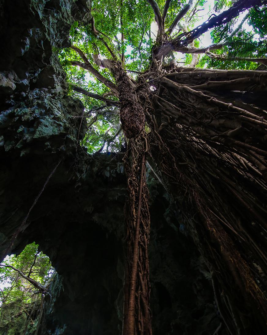 約2万年前に生きていた「港川人」の居住区としての可能性も高く、今も発掘調査が行われています。